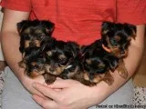 Miniature Yorkshire Terrier Pedigree Puppies