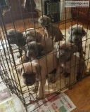 Cane Corso Italian Mastiff Puppies