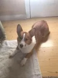  Kc Pembrokeshire Corgis 