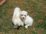 Awesome Maltese Puppies Available