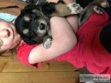 Toy Australian Shepherd Puppies.