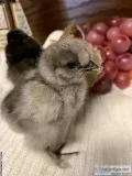 Bantum Bearded Silkie Chicks