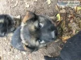 Gernan Shepherd Puppies