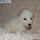 Siberian Husky Puppies
