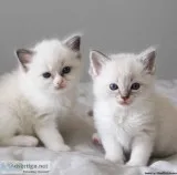  Adorable Ragdoll Babies for Rehoming