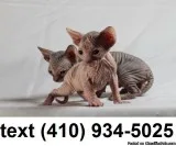 Adorable sphynx hairless kittens for sale.