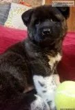 Akita puppy