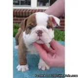 English Bulldog Puppies