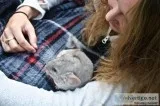 Chinchillas. Always wanted one