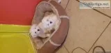 Malt&eacutes