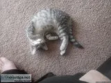 Friendly playful 4 month old male kitten