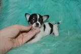 T-cup chihuahua puppies-indianapolis