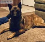 1.5yr old Belgium Malinois