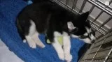 Blue eyes male and female Siberian Husky puppies