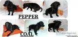 Mini Black Lab Style Select Breed