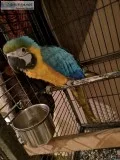 Beautiful Baby Macaw text us at 352-405-0237