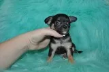 T-cup chihuahua puppies-san francisco