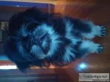 Shitzu Pomeranian