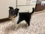 Shetland sheepdog pup