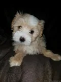 Yorkie Poo Puppy Female