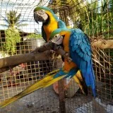 Colorful Blue and Gold Macaws