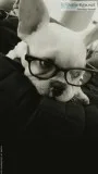 2 Year Old Male French Bulldog