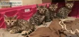 Adorable Bengal Kittens -Brown Rosetted Beauties