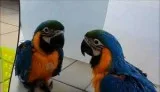 Blue and Gold Macaw Parrots text at 352-405-0237