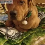 Mastador
