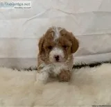 Poodle x puppies