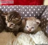 Health Screened Bengal Kittens