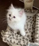 10 weeks old  male and female Ragdoll kittens.