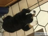 Female Bernese Mountain Puppy