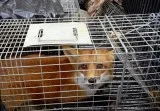 Best Animal Control Services in Whitchurch