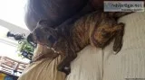 Brindle Male Pitbull 7 Month Old Puppy