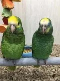 Beautiful blue fronted Amazon text at 352-405-0237