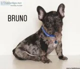 French Bulldog Puppies Blue Merle Black Fawn