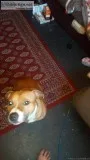 In need of loving home