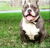 2x Miagi Bullseye Kingpin Line Male for Sale