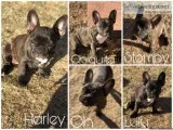 French bulldogs