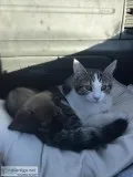 Loveable 6 month old kitten