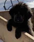 NEWFOUNDLAND PUPPIES