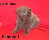 Pomeranian AKC and CKC Reg.  Rare Colors