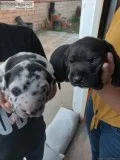 Great Dane puppies  born january 8th