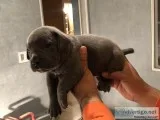 Beautiful Cane Corso Puppies