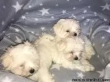 3 Adorable Maltese Puppies