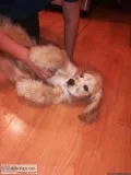 rehoming cocker spaniel
