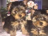 Tiny Yorkshire Terrier male and female puppies