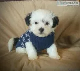 Shichon Puppy Male (Lucca)