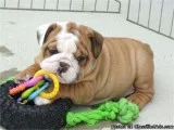 Beautiful Little English Bulldog Puppy